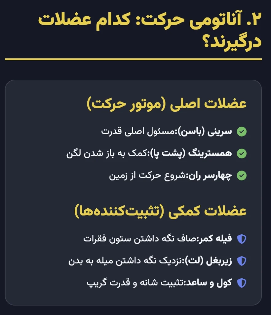 آناتومی حرکت: کدام عضلات در ددلیفت درگیر میشوند؟